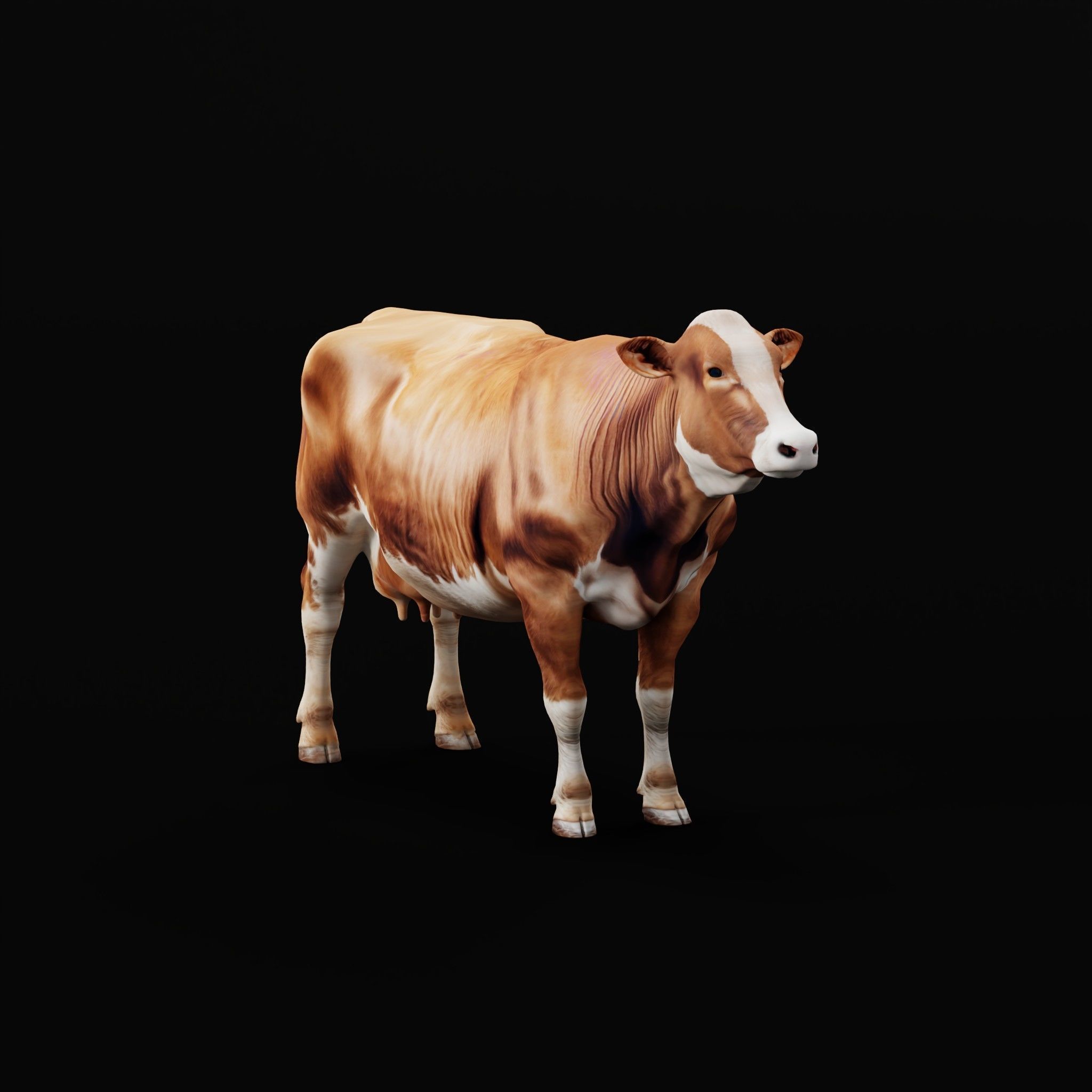 Red Angus Beef Cattle 3D model_24