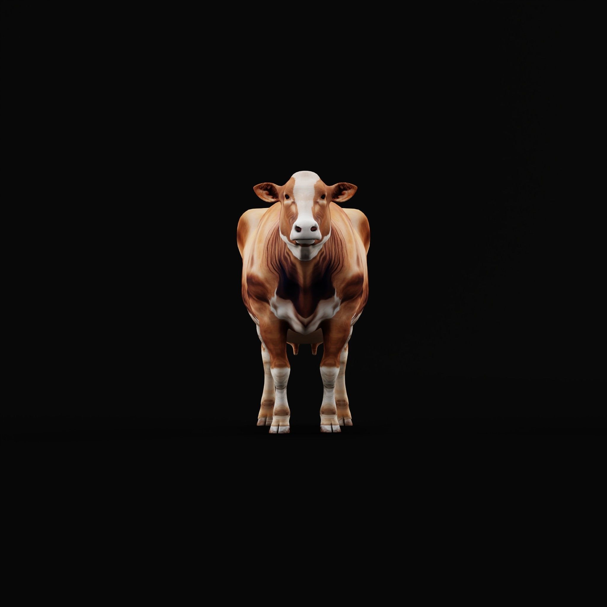 Red Angus Beef Cattle 3D model_25