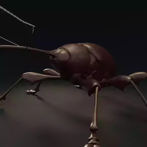 Chestnut Weevil or Curculio Elephas