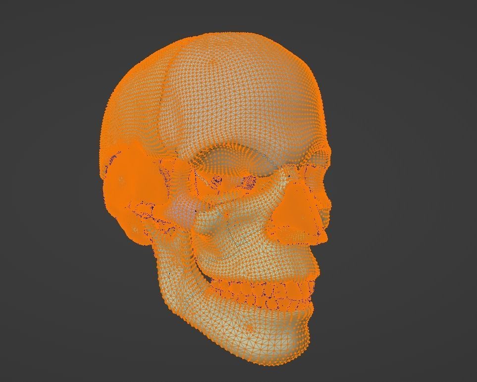 3D Model of Skull Anatomy - best version 3D model_15