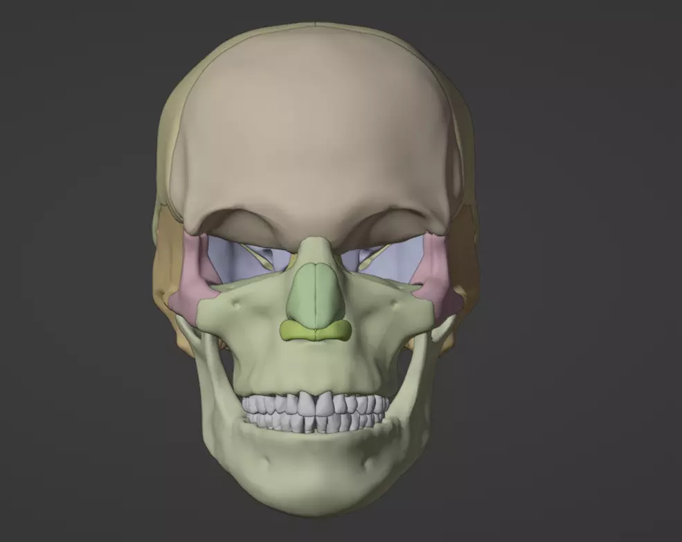 3D Model of Skull Anatomy - best version 3D model_0
