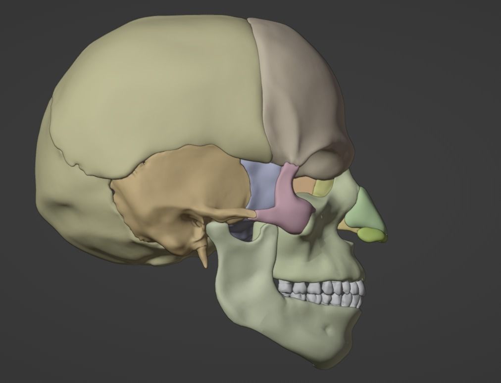 3D Model of Skull Anatomy - best version 3D model_2