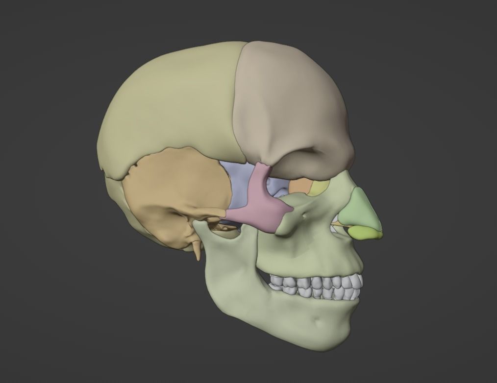 3D Model of Skull Anatomy - best version 3D model_5