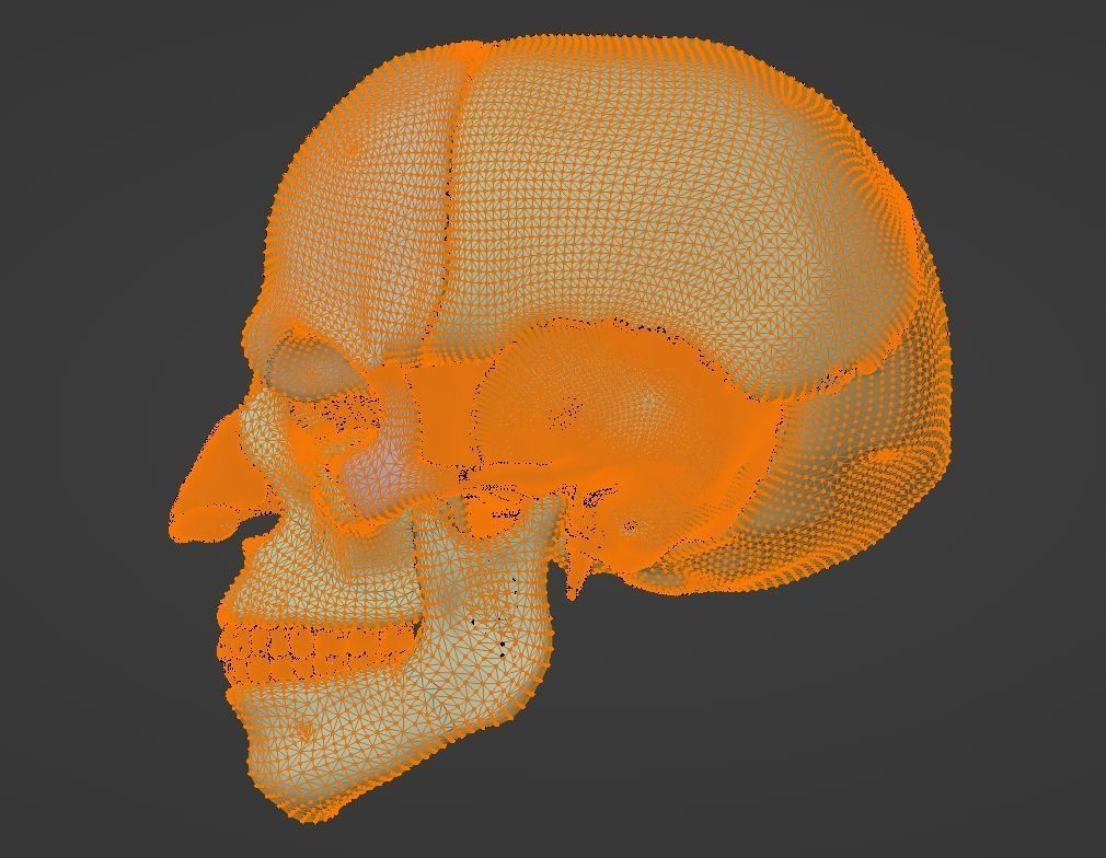 3D Model of Skull Anatomy - best version 3D model_14