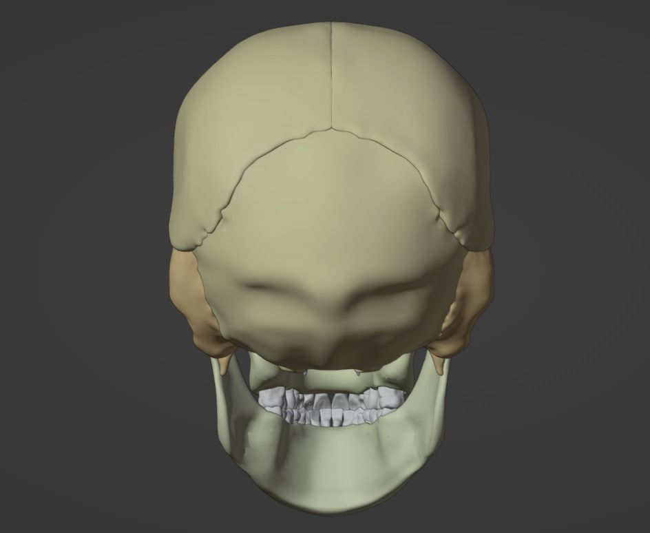 3D Model of Skull Anatomy - best version 3D model_6