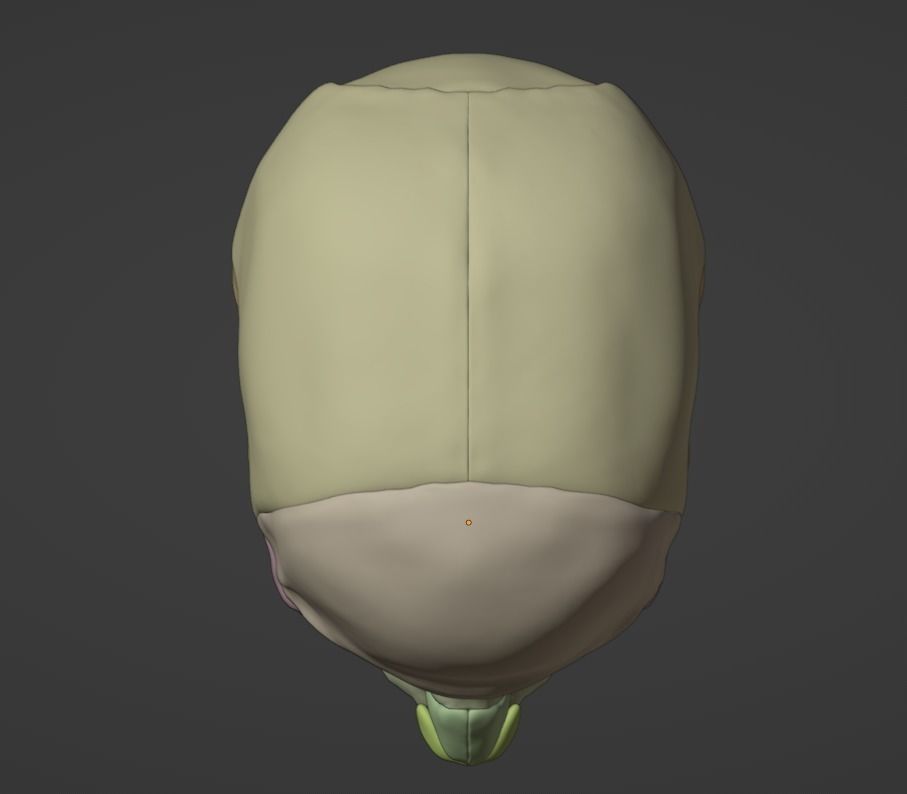 3D Model of Skull Anatomy - best version 3D model_4