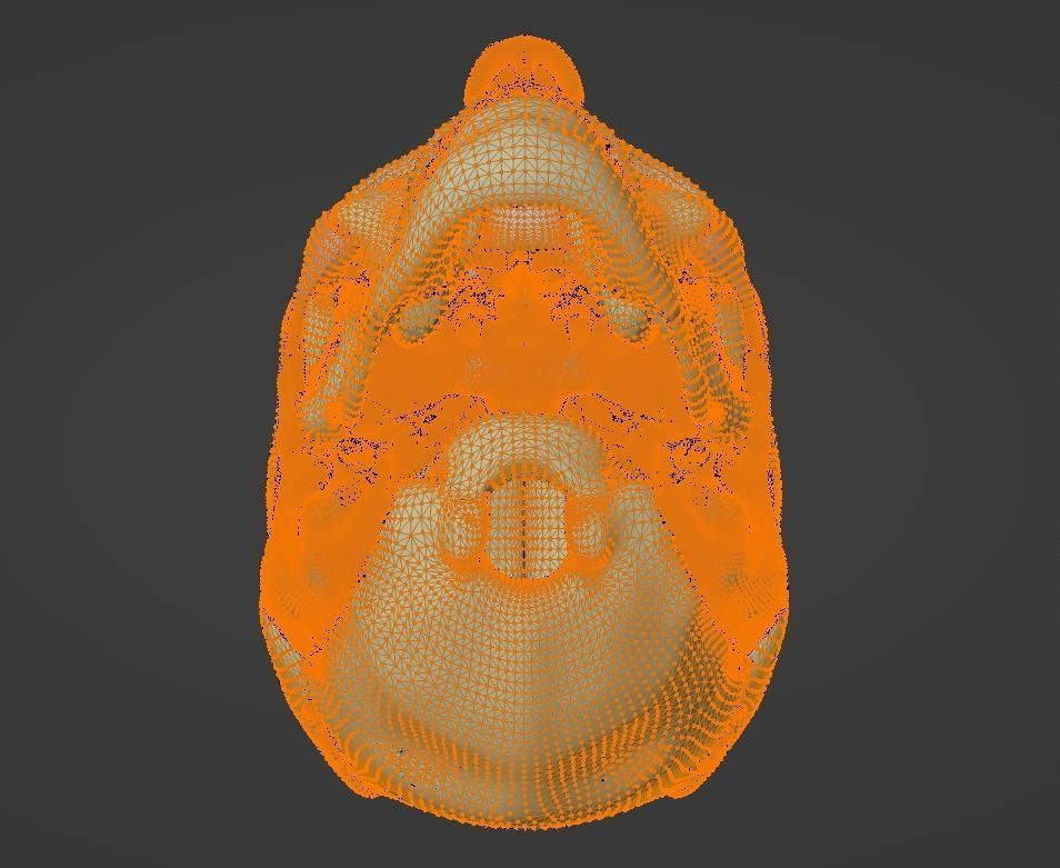 3D Model of Skull Anatomy - best version 3D model_9