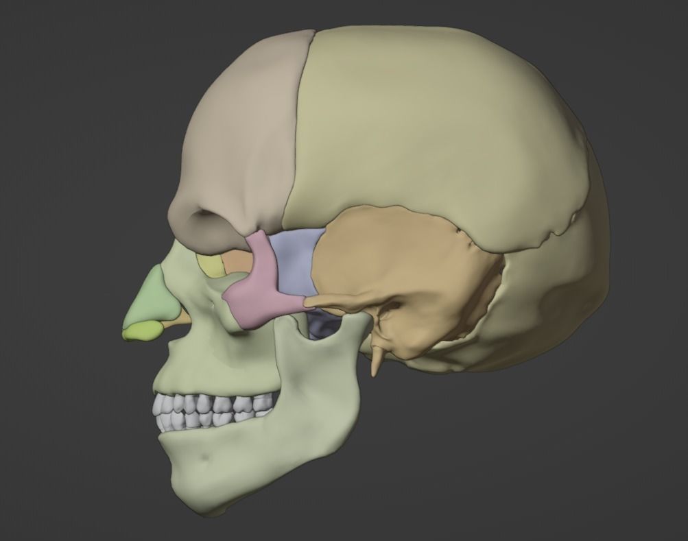 3D Model of Skull Anatomy - best version 3D model_3