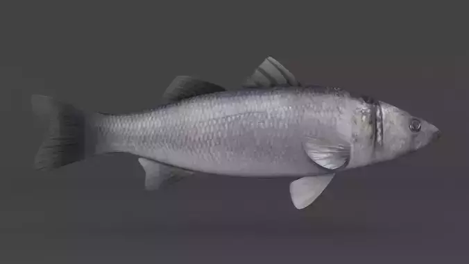 Seabass Fish 3D model