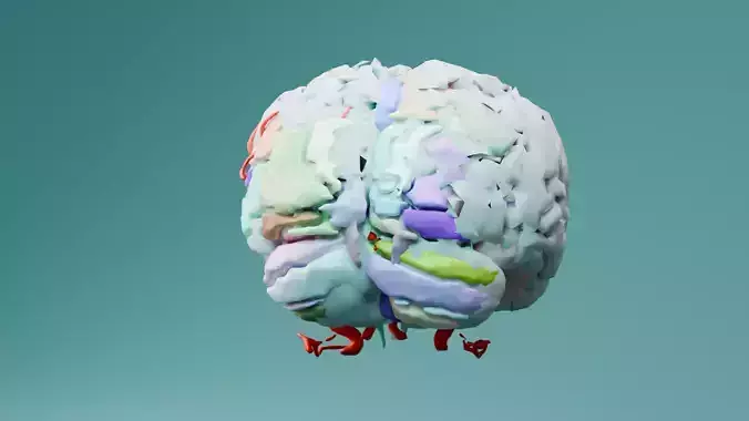 brain Free 3D model