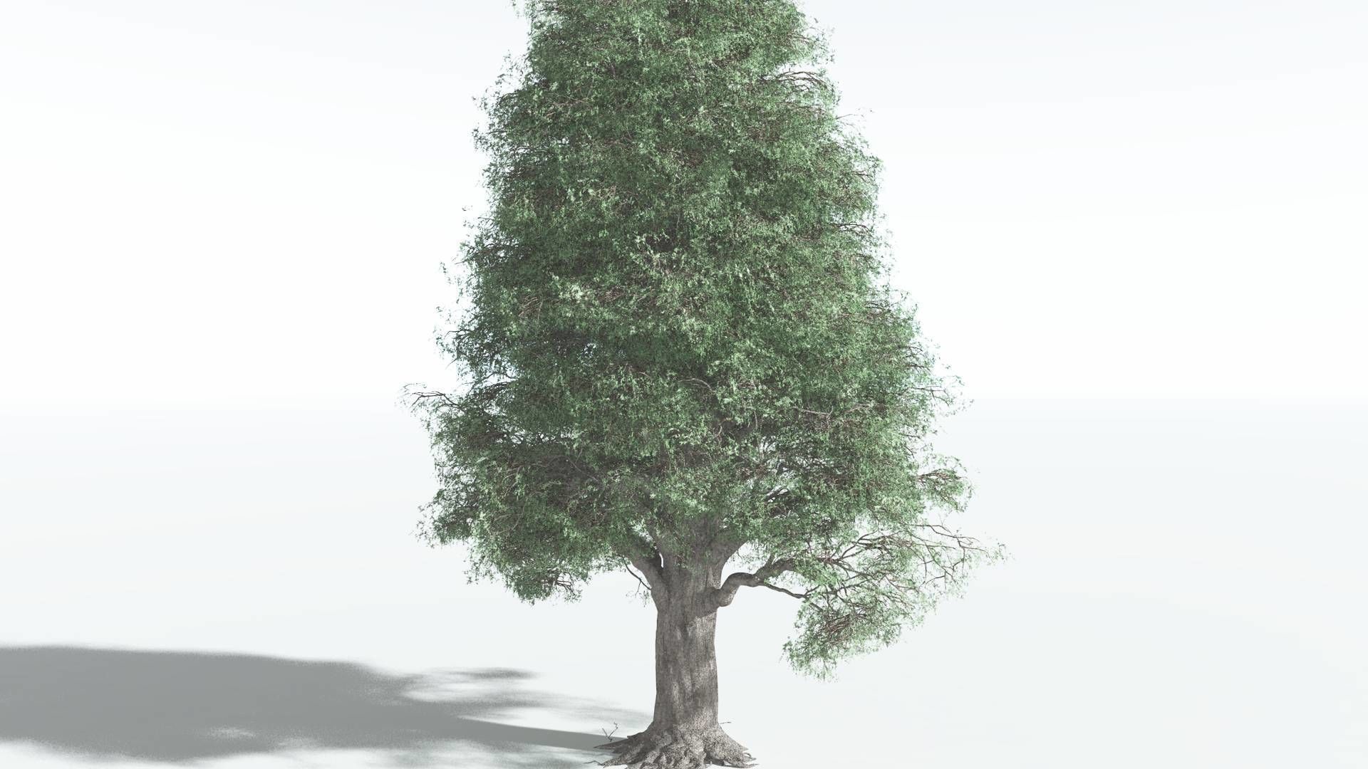 EVERYPlant Kauri 2 --12 Models-- 3D model_14