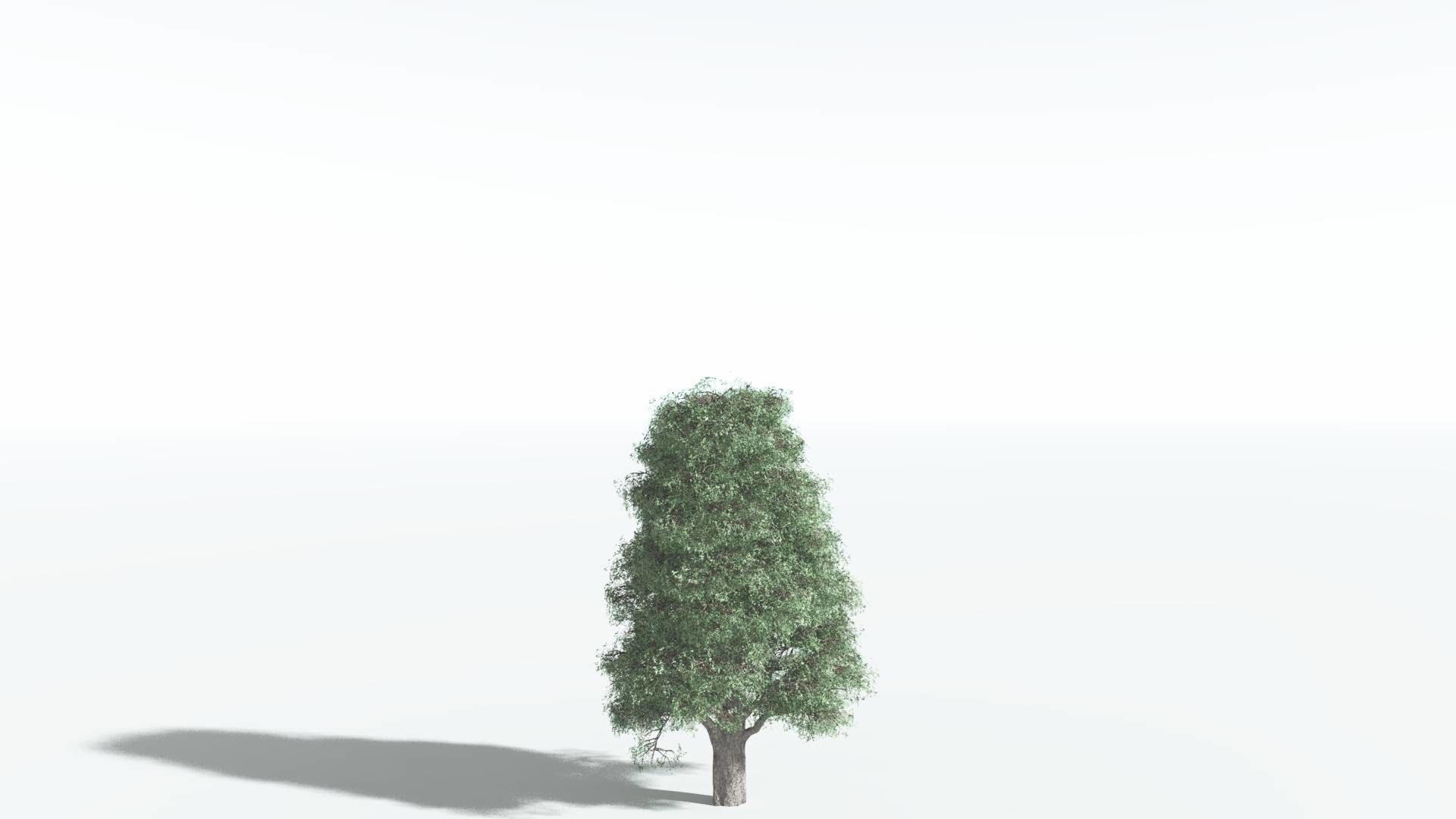 EVERYPlant Kauri 2 --12 Models-- 3D model_16