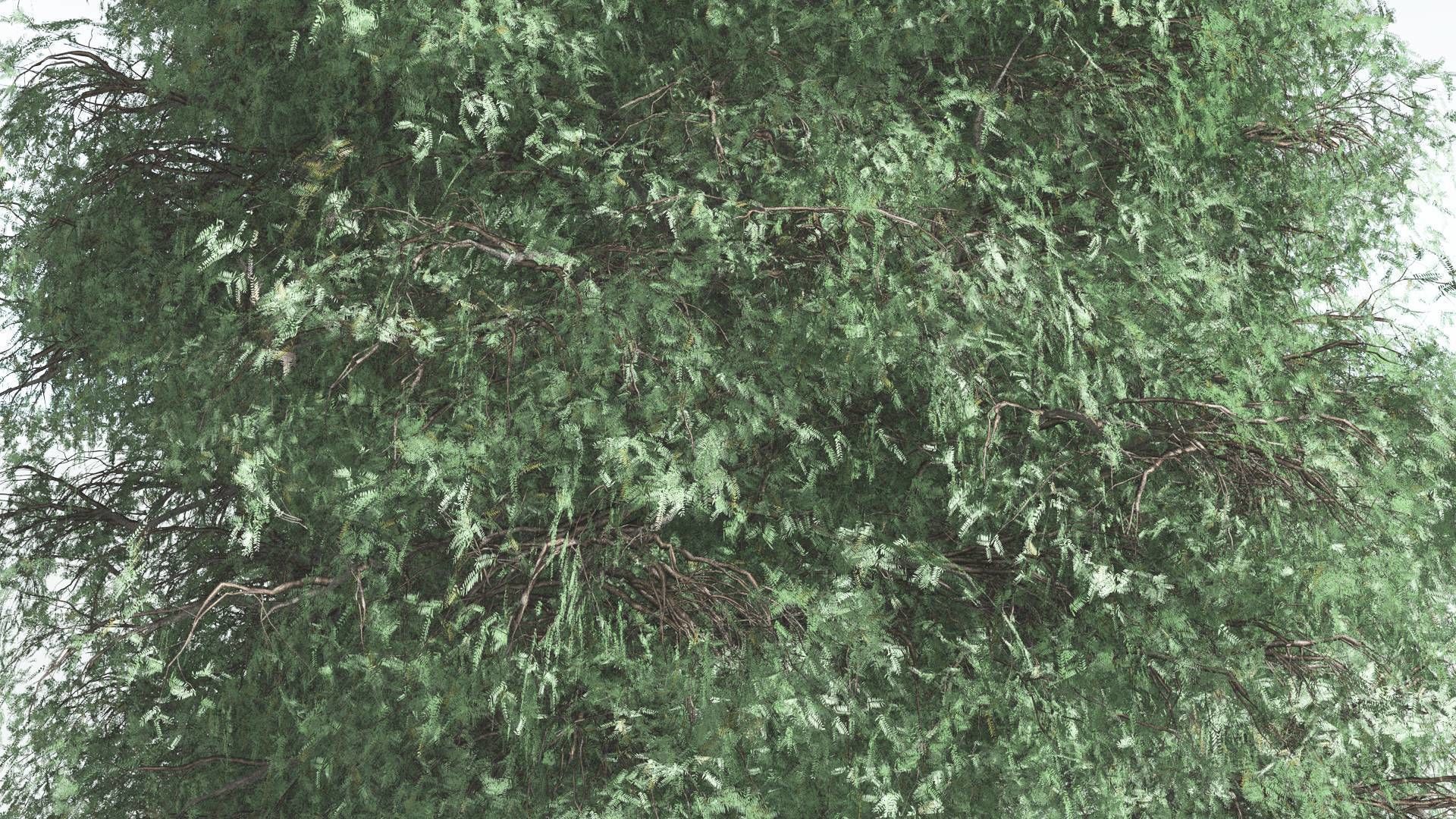 EVERYPlant Kauri 2 --12 Models-- 3D model_17