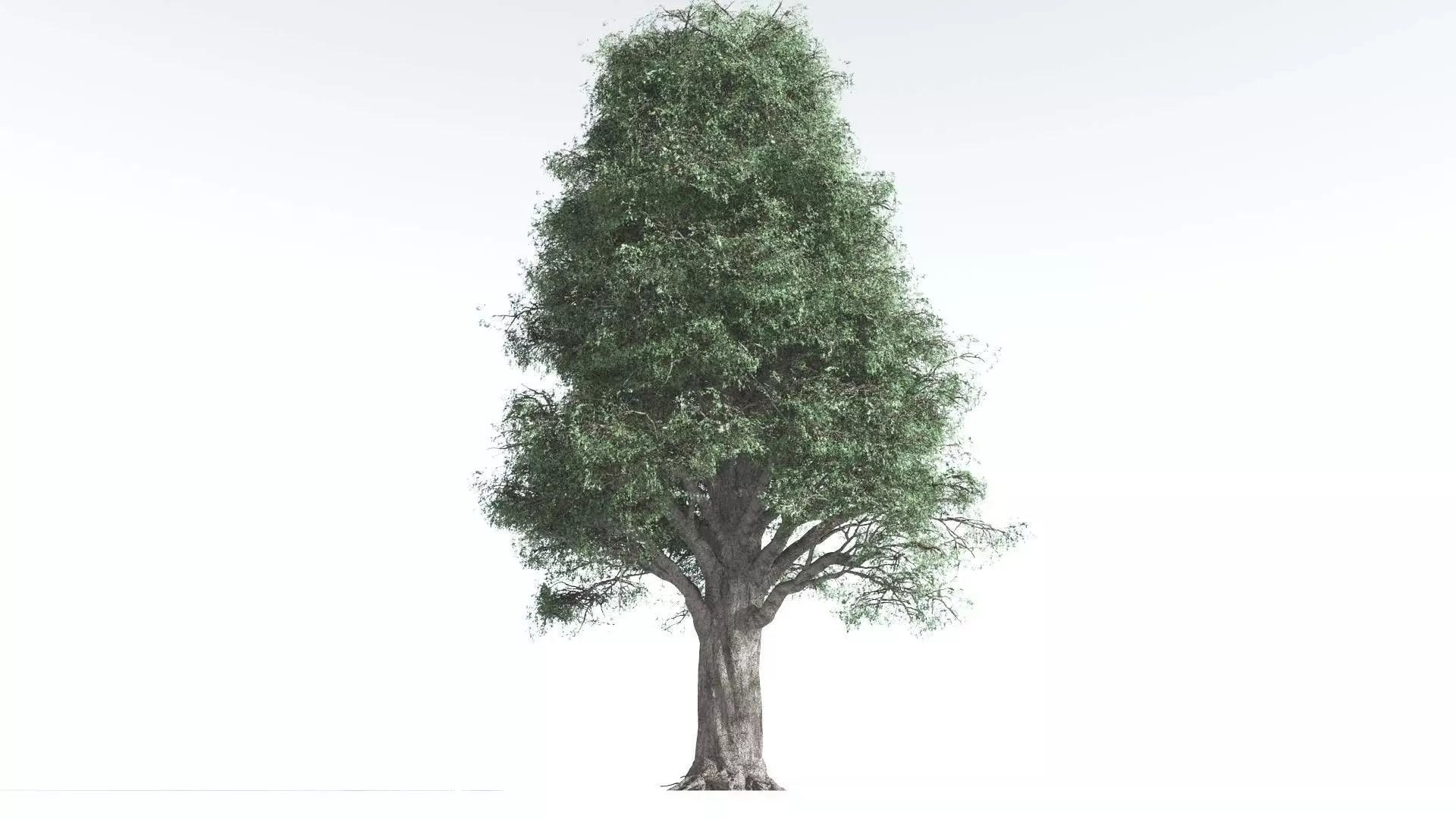 EVERYPlant Kauri 2 --12 Models-- 3D model_0