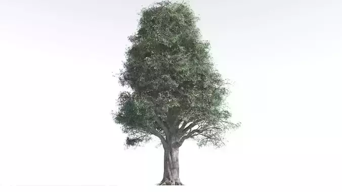 EVERYPlant Kauri 2 --12 Models--