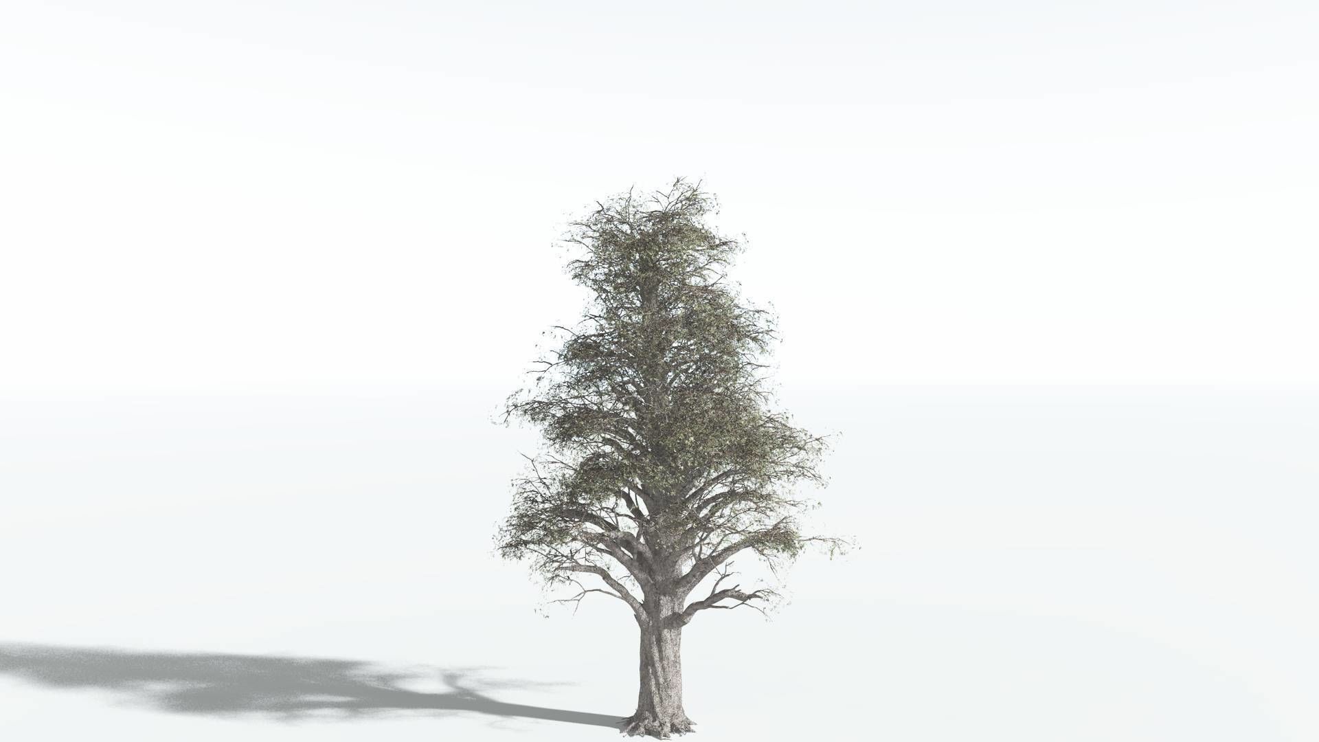 EVERYPlant Kauri 2 --12 Models-- 3D model_8