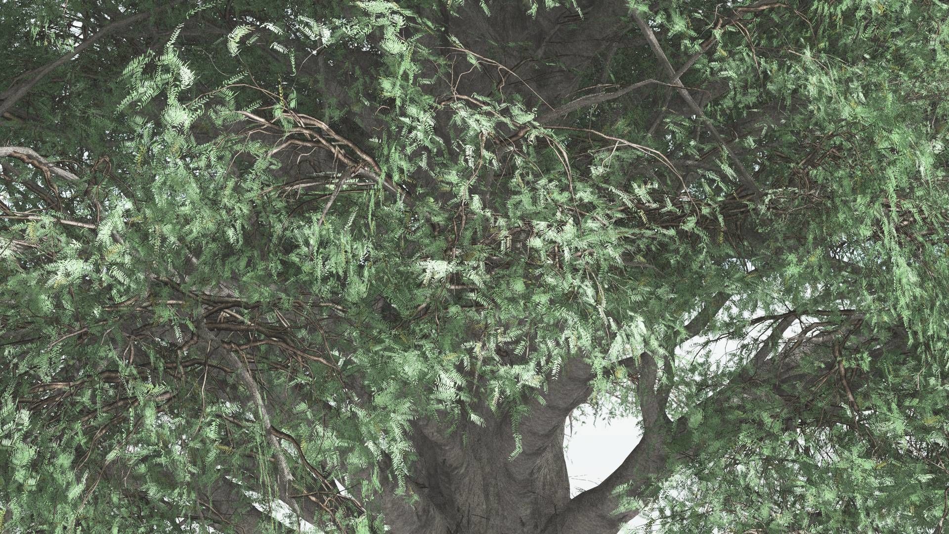 EVERYPlant Kauri 2 --12 Models-- 3D model_3