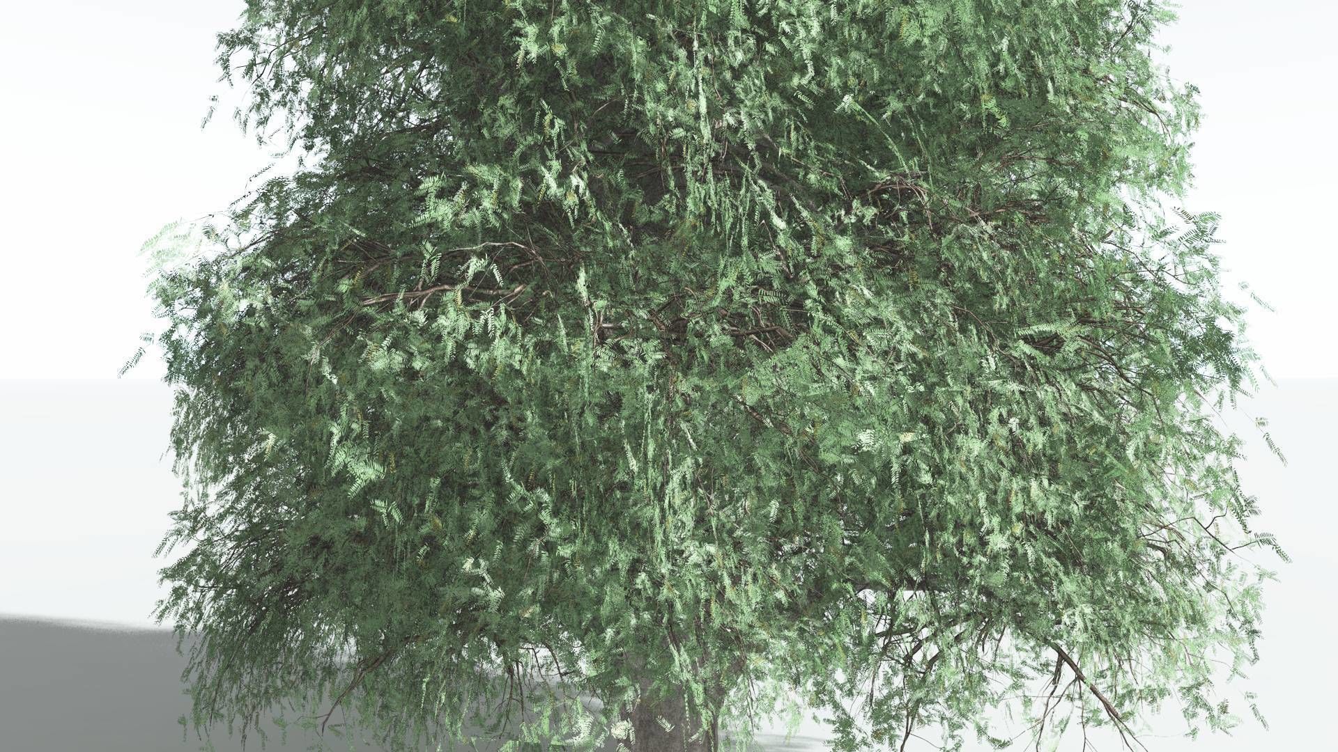 EVERYPlant Kauri 2 --12 Models-- 3D model_19