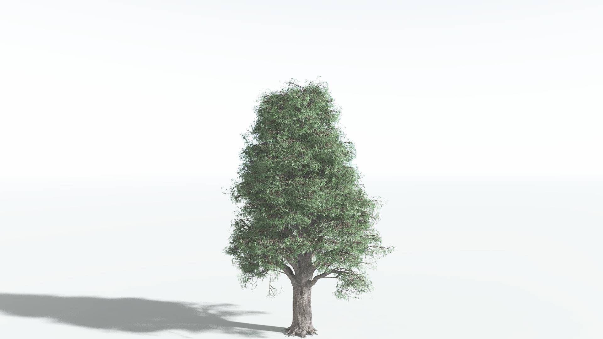 EVERYPlant Kauri 2 --12 Models-- 3D model_22