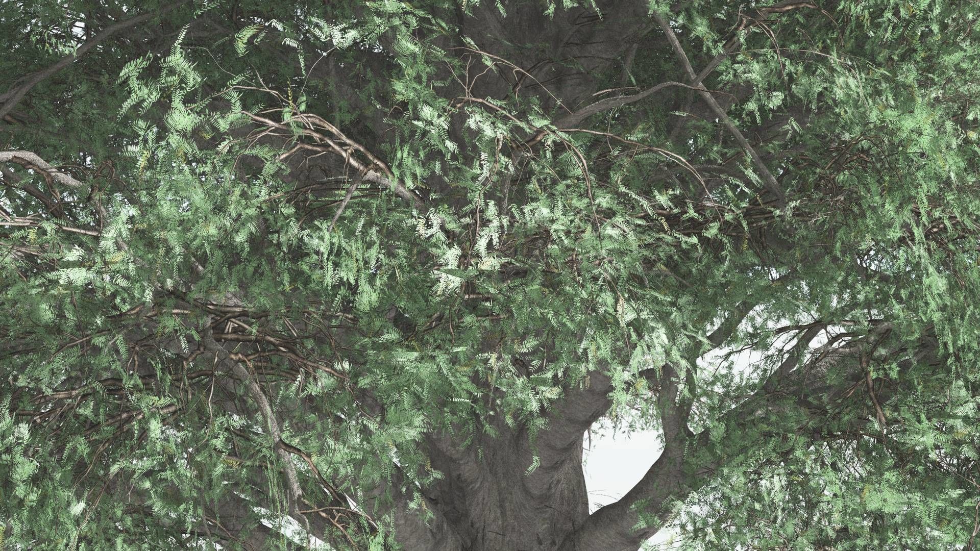 EVERYPlant Kauri 2 --12 Models-- 3D model_25