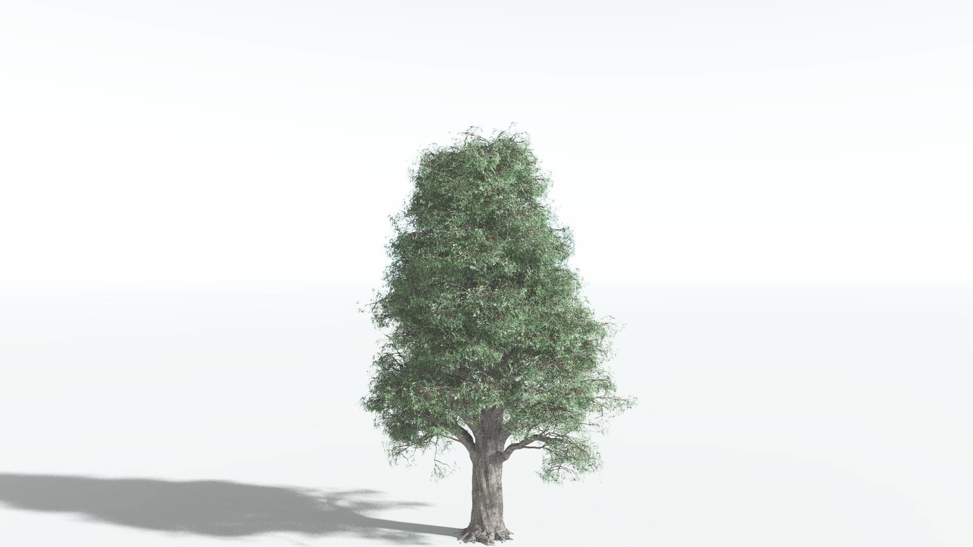 EVERYPlant Kauri 2 --12 Models-- 3D model_2