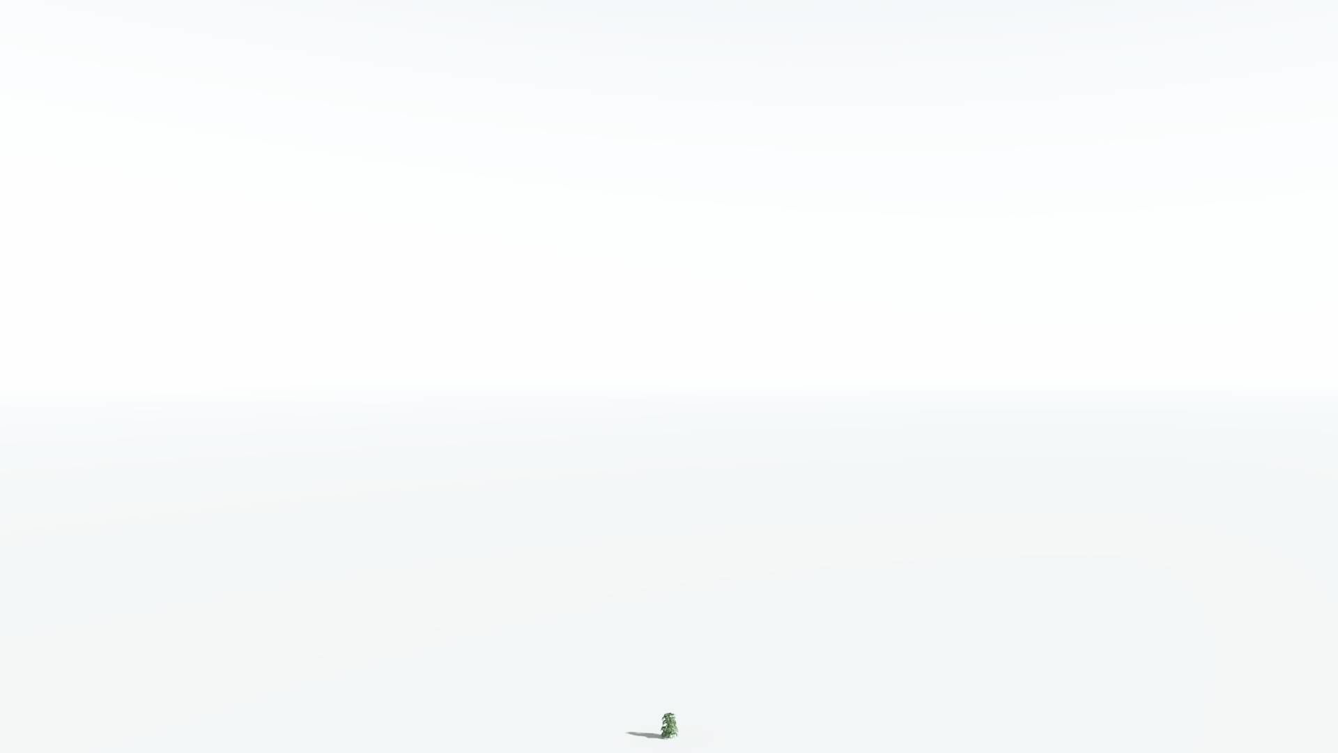 EVERYPlant Kauri 2 --12 Models-- 3D model_20