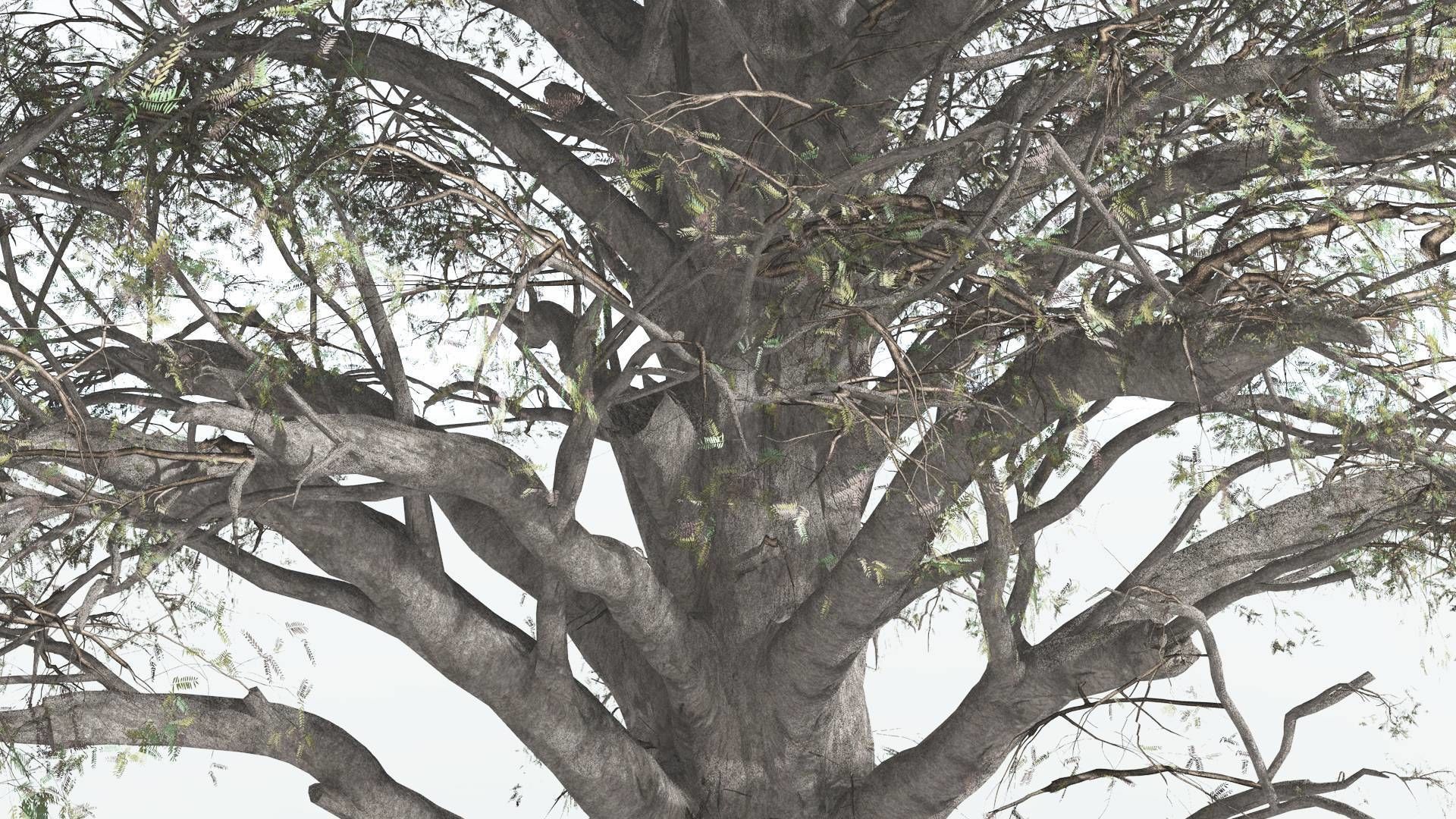 EVERYPlant Kauri 2 --12 Models-- 3D model_9