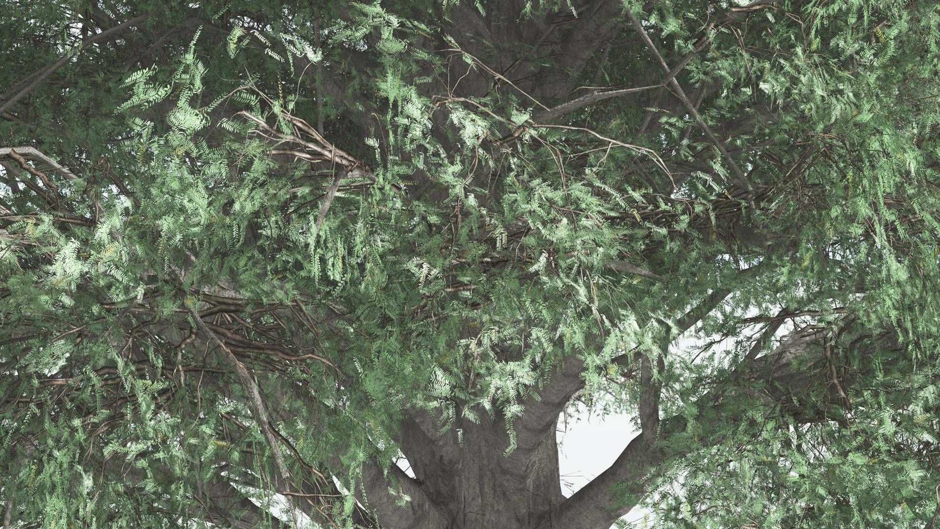 EVERYPlant Kauri 2 --12 Models-- 3D model_23