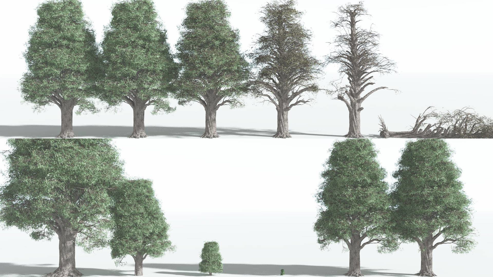 EVERYPlant Kauri 2 --12 Models-- 3D model_1