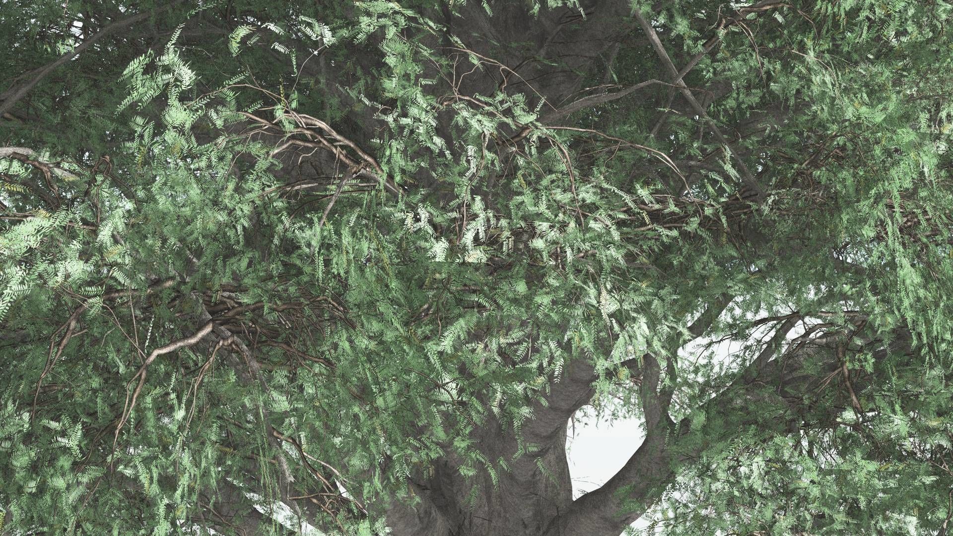 EVERYPlant Kauri 2 --12 Models-- 3D model_5