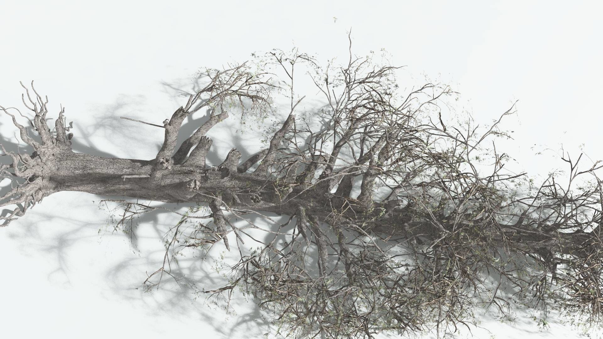 EVERYPlant Kauri 2 --12 Models-- 3D model_13