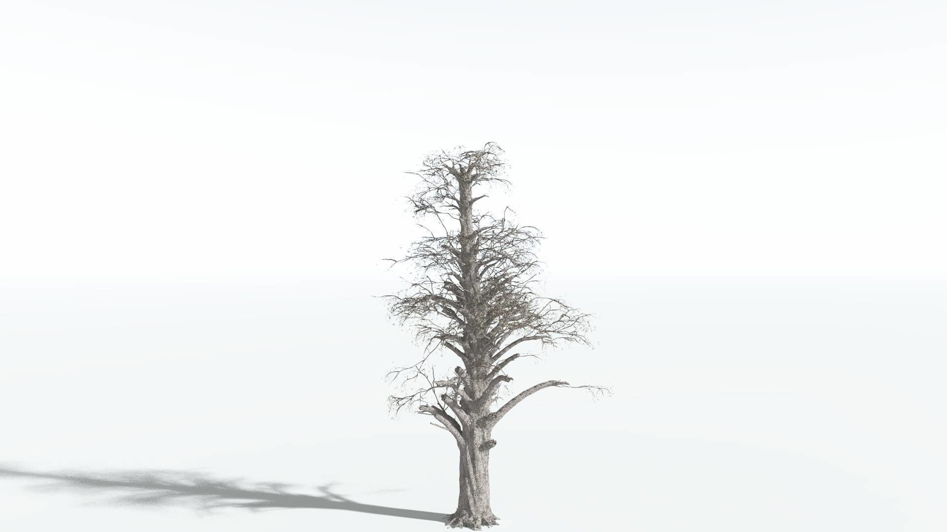 EVERYPlant Kauri 2 --12 Models-- 3D model_10