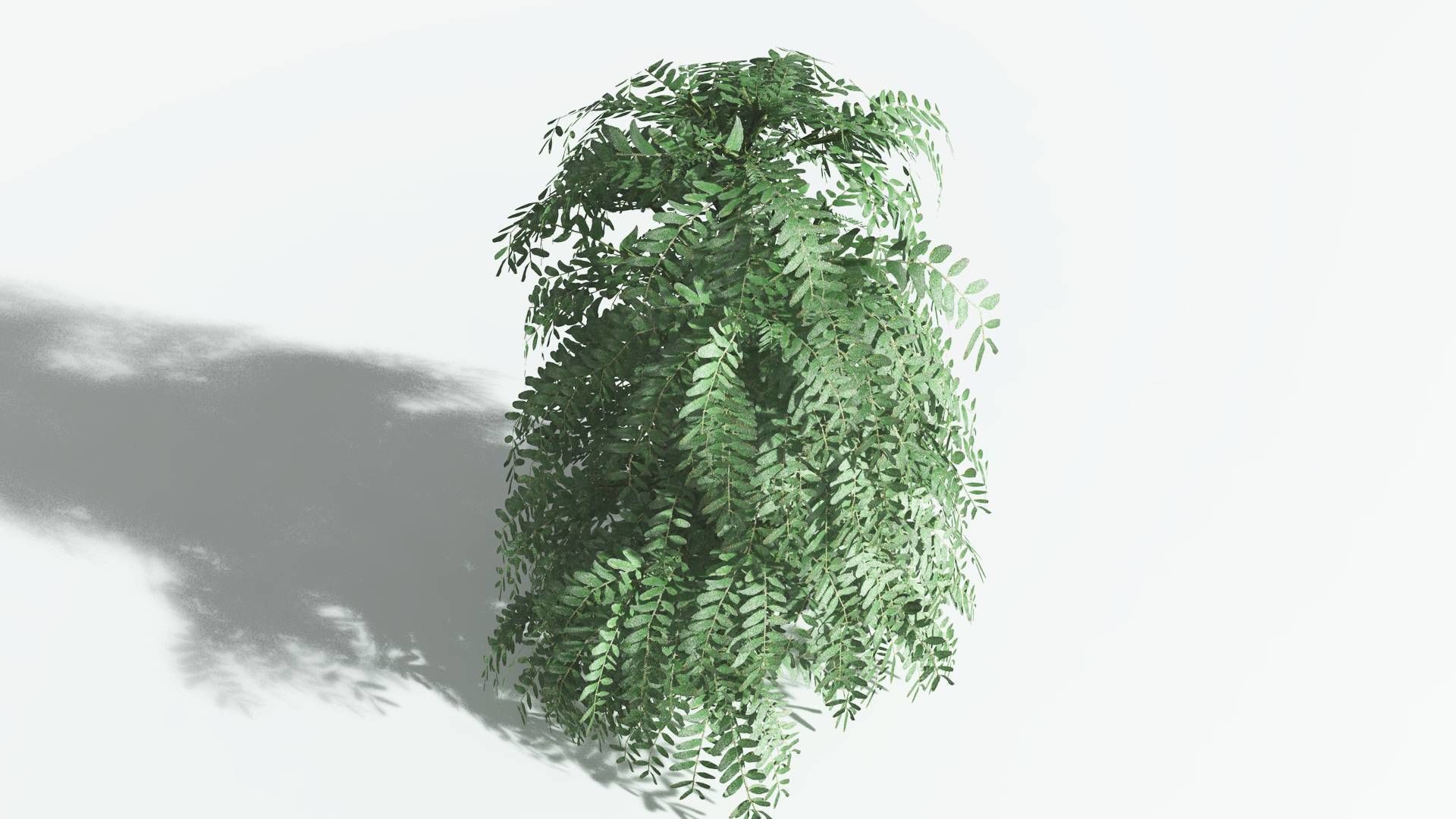 EVERYPlant Kauri 2 --12 Models-- 3D model_21
