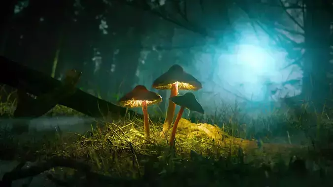 Forest Night Mushrooms