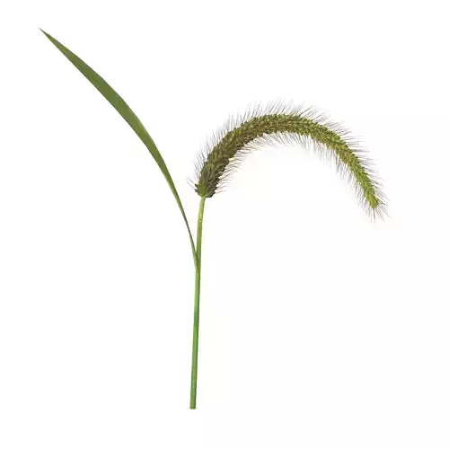 Grass Giant Foxtail bend