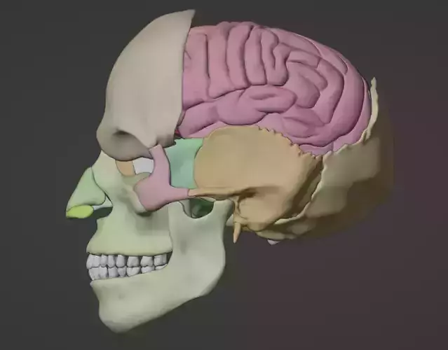 3D Model of skull with brain and brain stem - best version 
