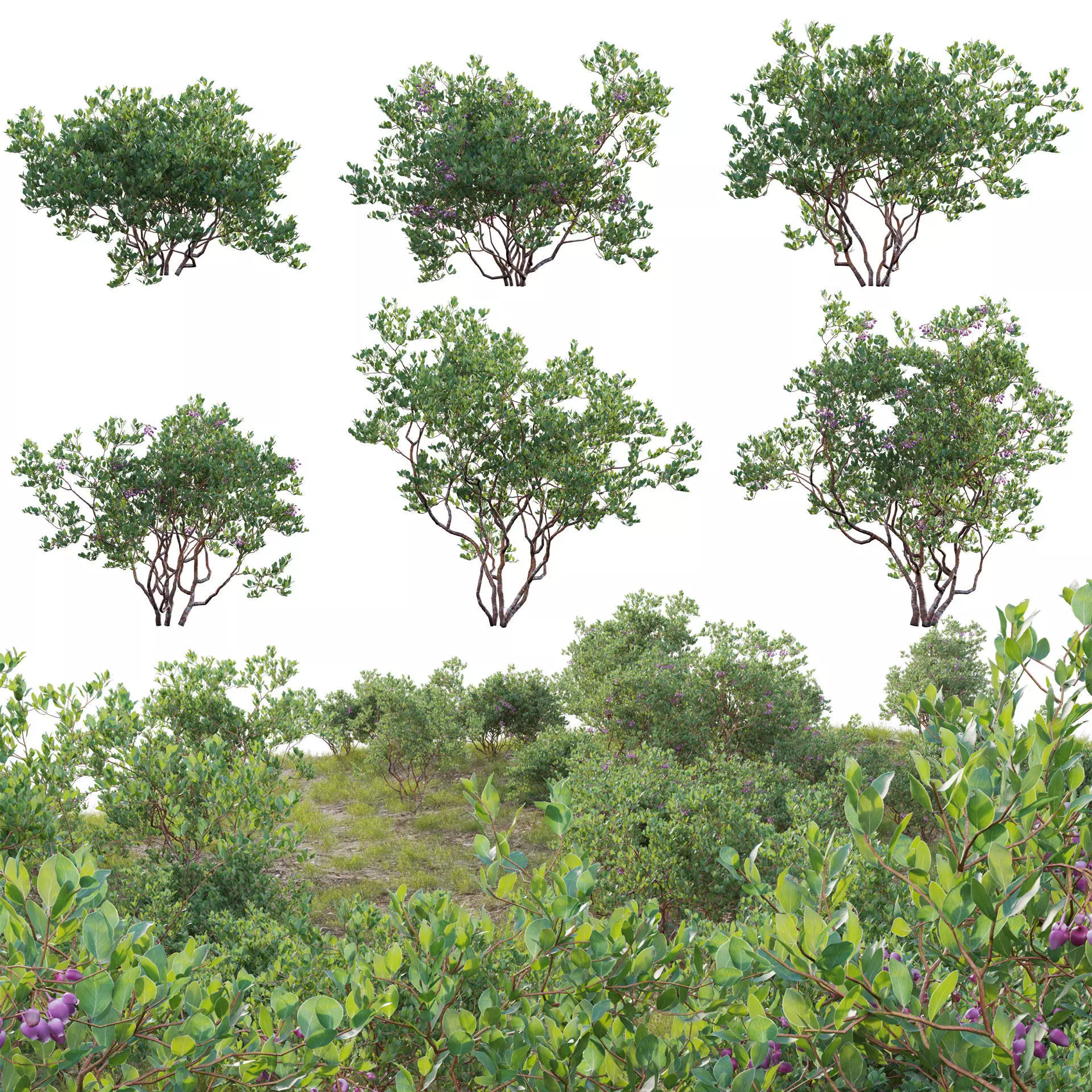 Arctostaphylos bakeri - Baker manzanita 3D model