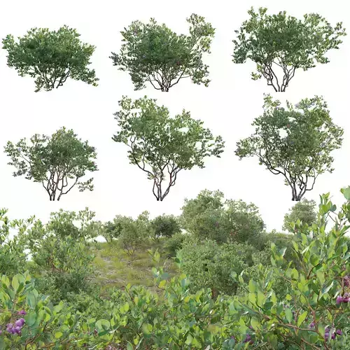 Arctostaphylos bakeri - Baker manzanita