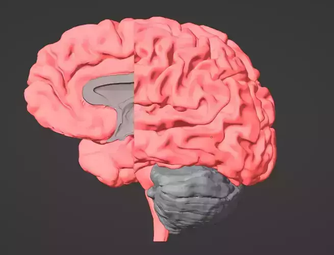 3D Model of Brain - section