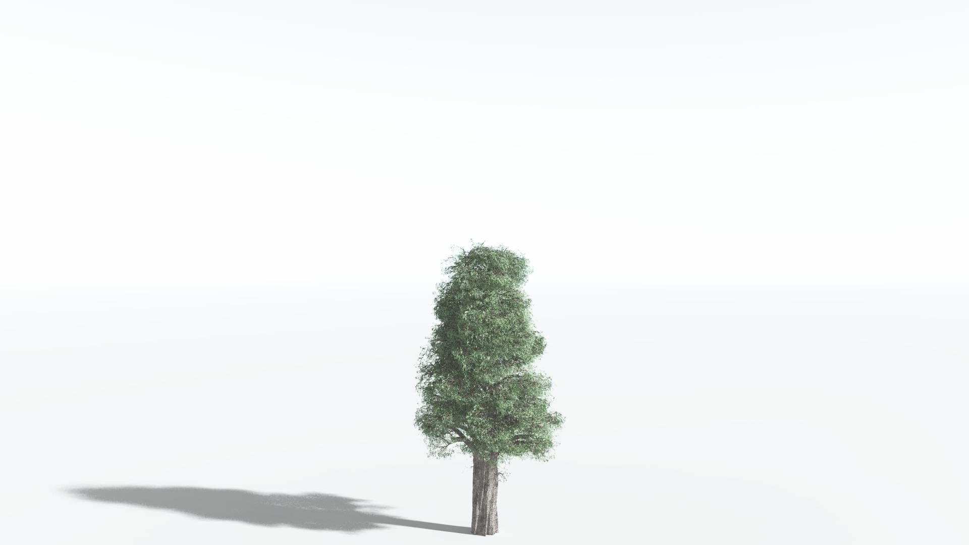 EVERYPlant Kauri 3 --12 Models-- 3D model_16