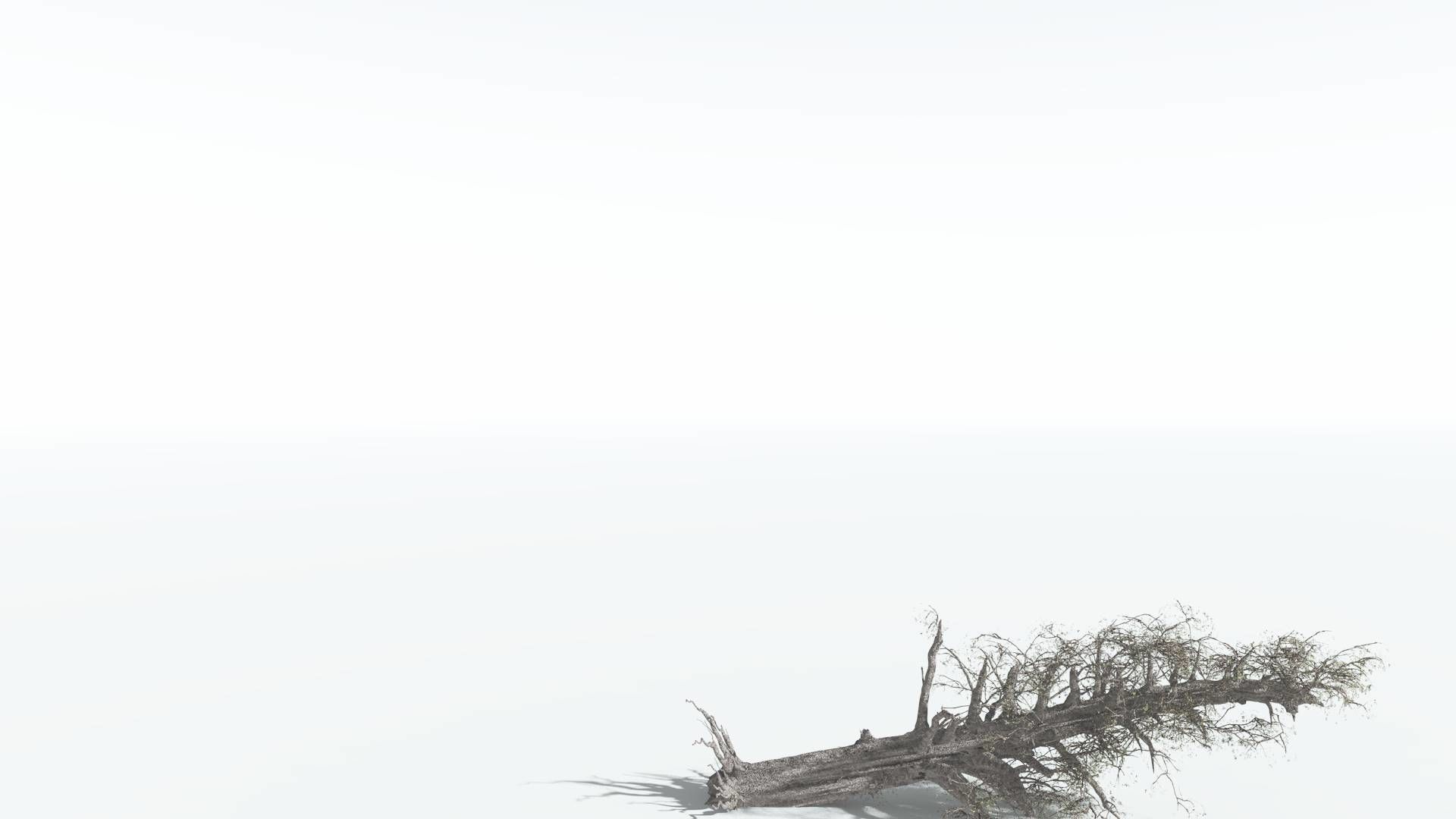 EVERYPlant Kauri 3 --12 Models-- 3D model_12