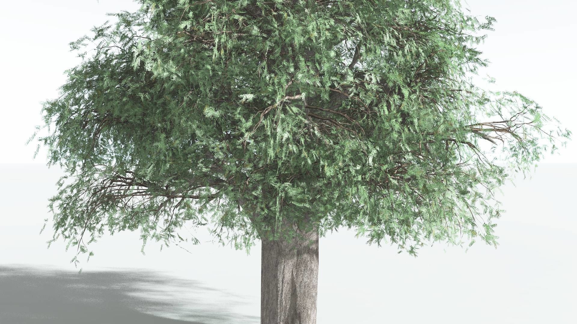 EVERYPlant Kauri 3 --12 Models-- 3D model_19