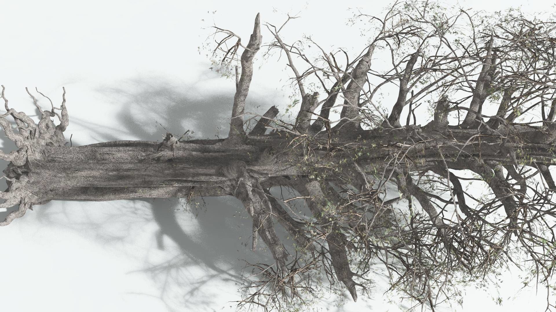 EVERYPlant Kauri 3 --12 Models-- 3D model_13