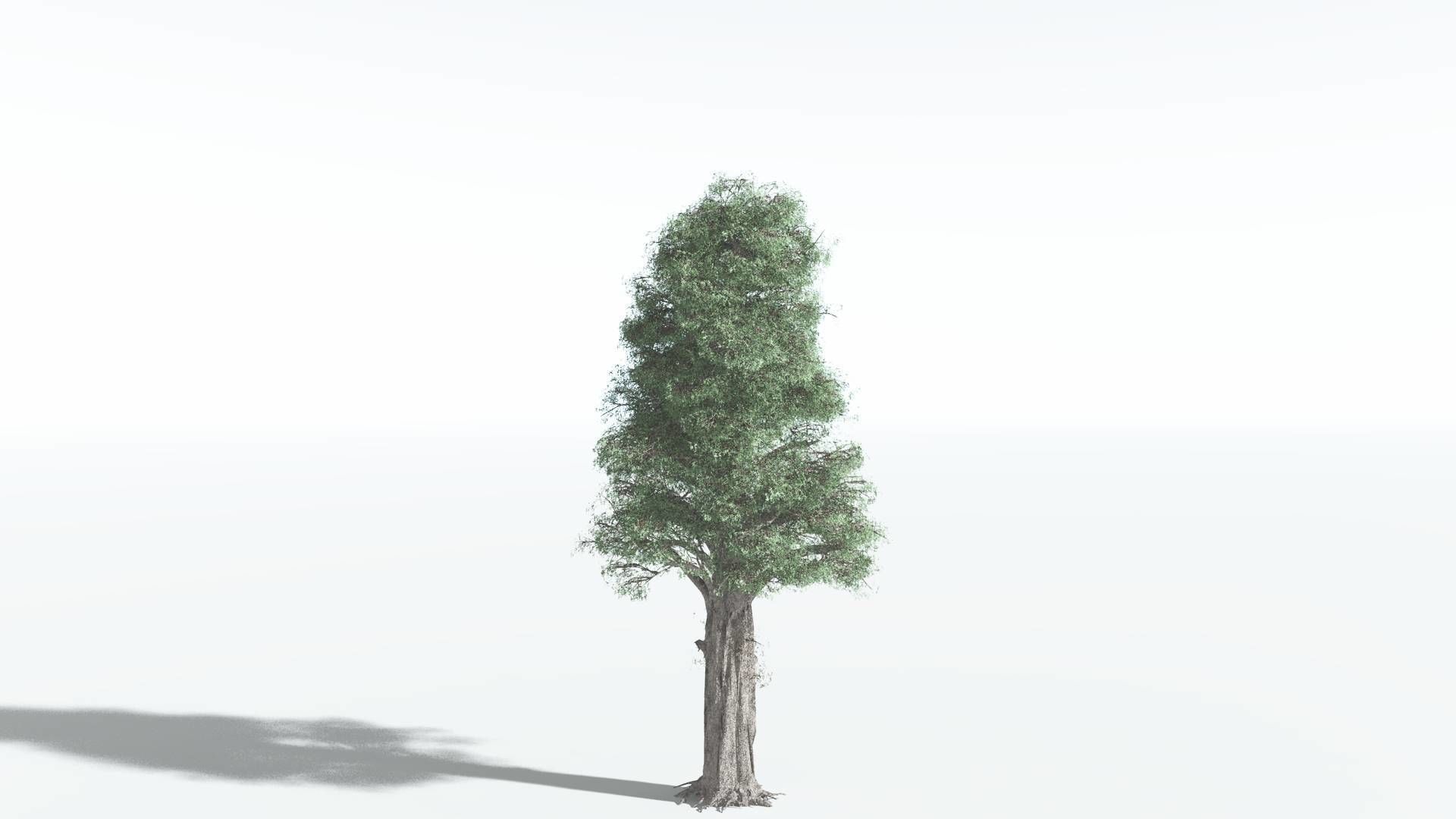 EVERYPlant Kauri 3 --12 Models-- 3D model_22