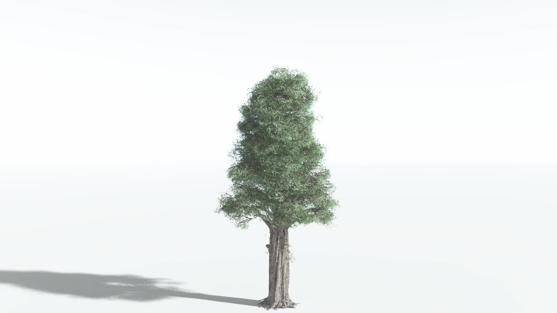 EVERYPlant Kauri 3 --12 Models-- 3D model_4