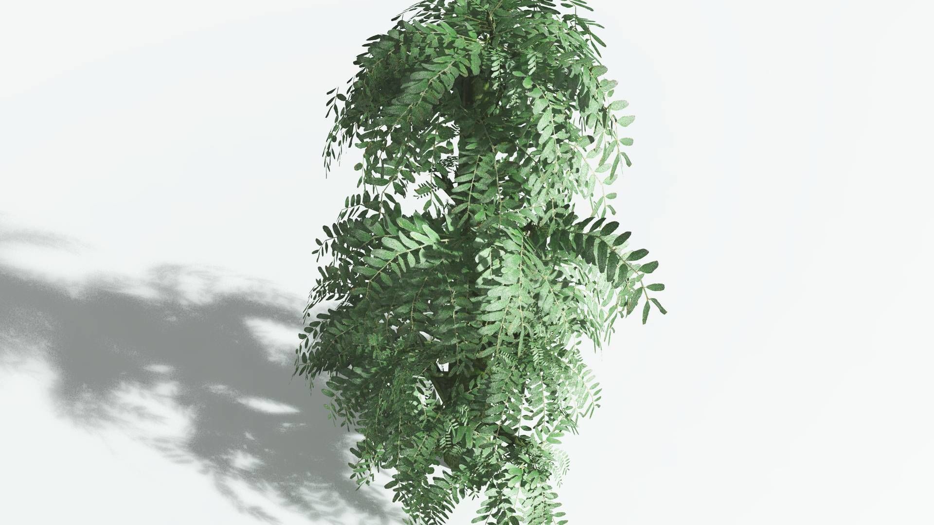 EVERYPlant Kauri 3 --12 Models-- 3D model_21