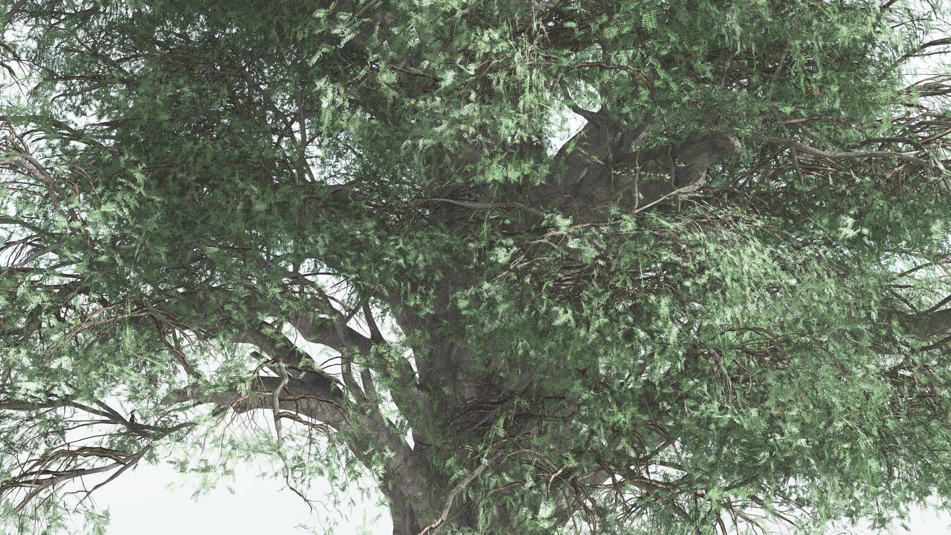 EVERYPlant Kauri 3 --12 Models-- 3D model_25