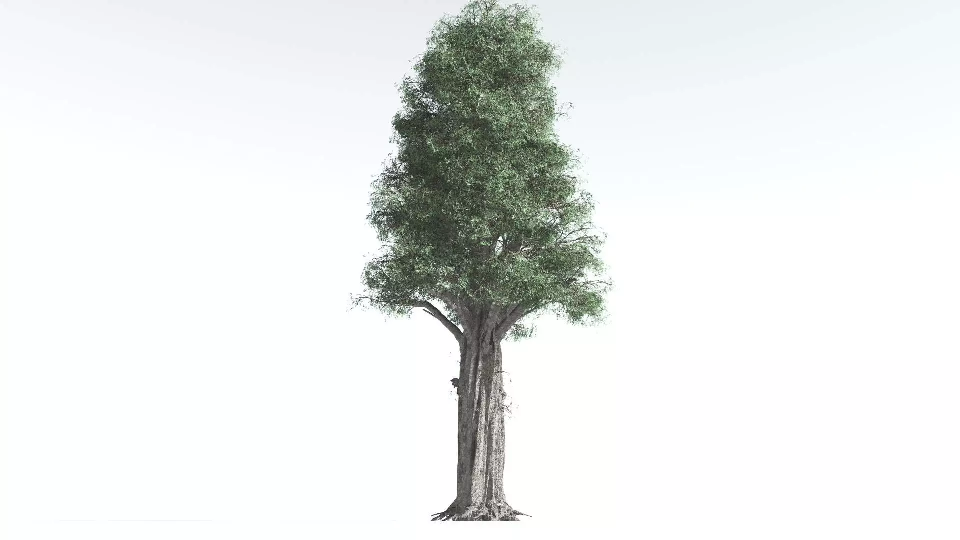 EVERYPlant Kauri 3 --12 Models-- 3D model_0