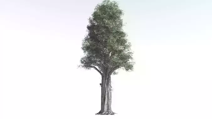 EVERYPlant Kauri 3 --12 Models--