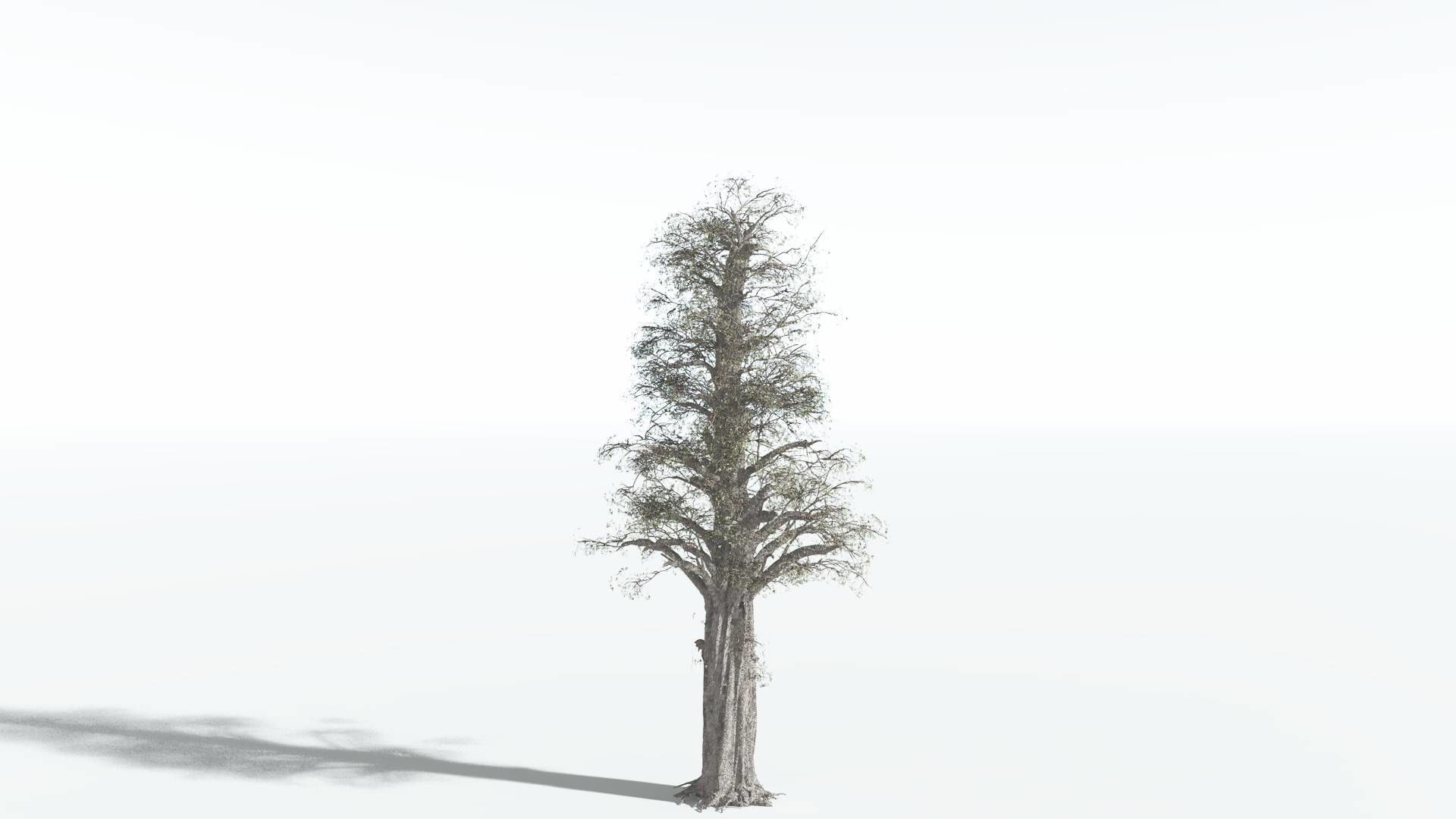 EVERYPlant Kauri 3 --12 Models-- 3D model_8